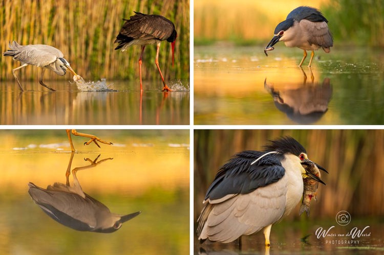 Fotohutten Bence Mate Hongarije - reiger, zwarte ooievaar en kwak