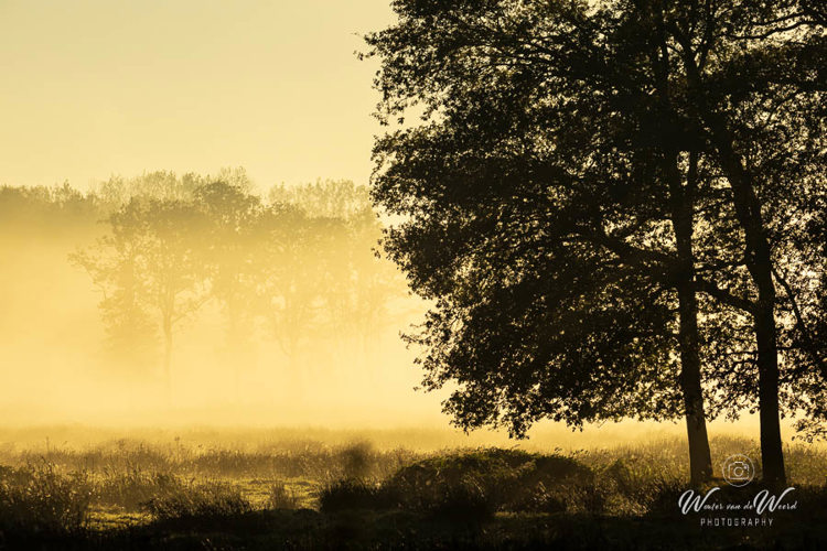 2024-09-29 - Sfeer op een mistige ochtend<br/>Weerterbos - Nederweert - Nederland<br/>Canon EOS R6m2 - 200 mm - f/8.0, 1/2000 sec, ISO 400