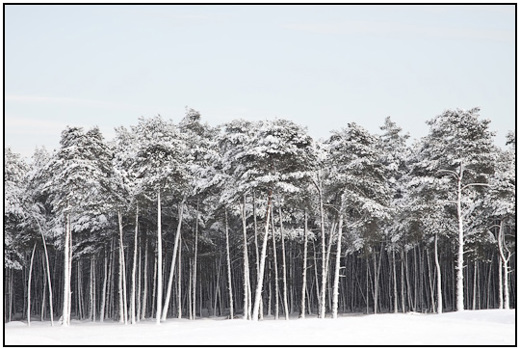 2009-12-21 - Besneeuwde bomen met witte stammen<br/>Heidestein - Zeist - Nederland<br/>Canon EOS 50D - 105 mm - f/6.3, 1/200 sec, ISO 400