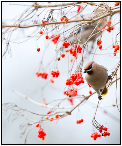 2011-03-05 - Pestvogel in de bessenstruik<br/>Park bij Boterslootweg - Wijk bij Duurstede - Nederland<br/>Canon EOS 7D - 420 mm - f/4.0, 1/250 sec, ISO 400