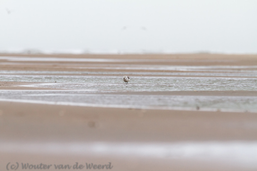 2014-01-07 - Drieteenstrandlopertje<br/>Strand - Katwijk - Nederland<br/>Canon EOS 7D - 280 mm - f/5.6, 1/500 sec, ISO 800