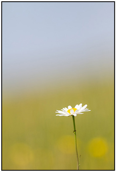 2011-05-21 - Wilde Margriet<br/>Ottersaat - Texel - Nederland<br/>Canon EOS 7D - 300 mm - f/2.8, 1/8000 sec, ISO 200