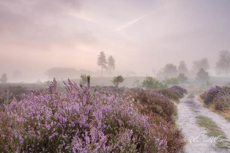 2021-08-21 - Paarse heide op een mistige ochtend<br/>Treekerpunt - Leusden - Nederland<br/>Canon EOS 5D Mark III - 25 mm - f/11.0, 1.3 sec, ISO 100