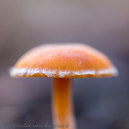 2017-10-27 - Oranje paddenstoel met een baardje<br/>Westbroek - Nederland<br/>Canon EOS 5D Mark III - 100 mm - f/3.2, 1/80 sec, ISO 400