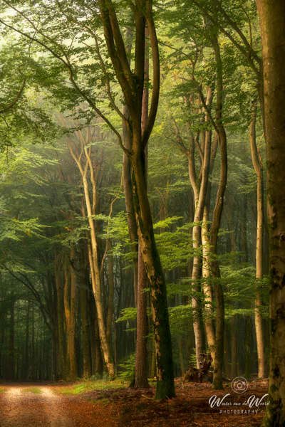 2026-10-02 - Sprookjessfeer<br/>Speuldersbos - Garderen - Nederland<br/>Canon EOS R5m2 - 120 mm - f/9.0, 1 sec, ISO 200
