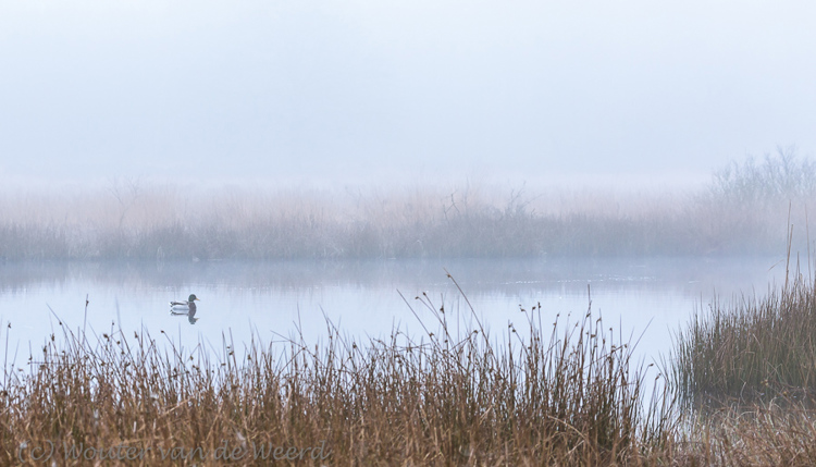 2015-03-20 - Wilde eend tussen het riet<br/>Kootwijkerveen - Kootwijk - Nederland<br/>Canon EOS 5D Mark III - 115 mm - f/8.0, 1/80 sec, ISO 800