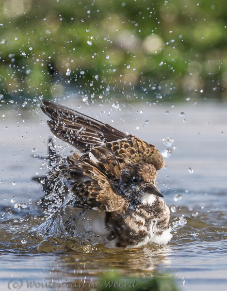 2013-10-07 - Het gaat er wild aan toe in het water<br/>Strand bij Pier van IJmuiden - IJmuiden - Nederland<br/>Canon EOS 7D - 420 mm - f/5.6, 1/1250 sec, ISO 400