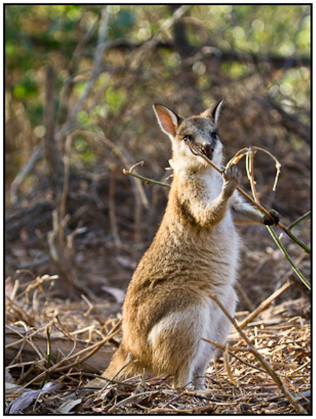 2011-07-26 - Wallaby<br/>Australië<br/>Canon EOS 7D - 130 mm - f/5.0, 1/200 sec, ISO 200