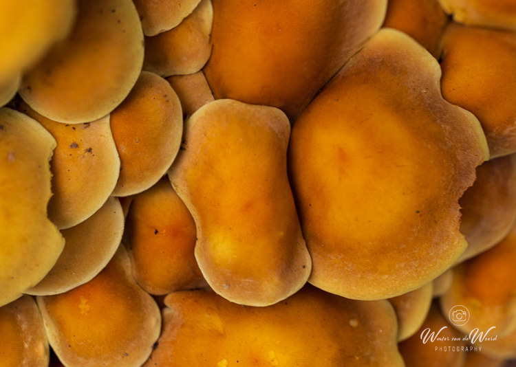 2025-10-10 - Pannenkoekjes-zwammen<br/>Krakelingsebos - Zeist - Nederland<br/>Canon EOS R5 - 100 mm - f/5.6, 1/15 sec, ISO 800