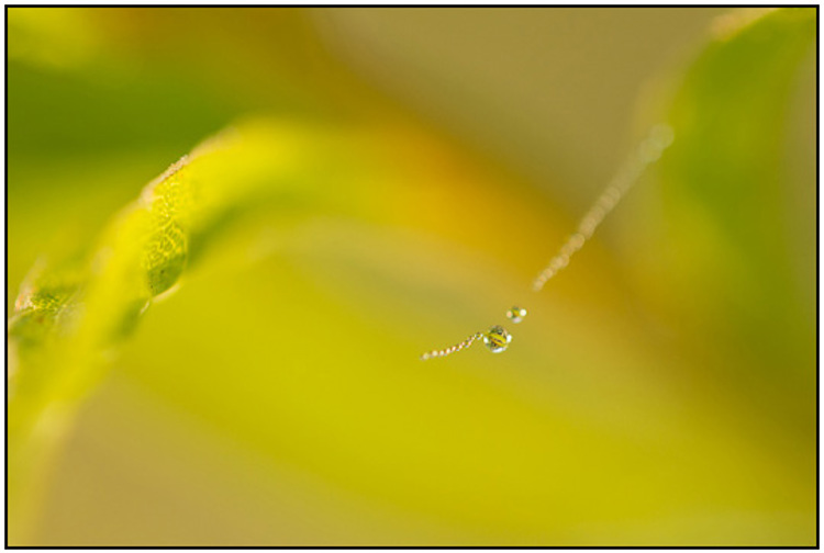 2011-10-01 - Abstracte bloem met dauwdruppels<br/>Zeist - Nederland<br/>Canon EOS 7D - 100 mm - f/2.8, 1/500 sec, ISO 400