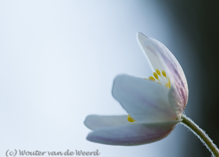 2012-03-19 - Bosanemoon <br/>Landgoed Amelisweerd - Bunnik-Utrecht - Nederland<br/>Canon EOS 7D - 100 mm - f/5.0, 1/80 sec, ISO 400