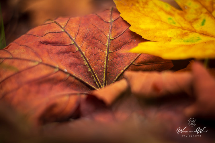 2025-10-10 - Herfstbladeren in close-up<br/>Krakelingsebos - Zeist - Nederland<br/>Canon EOS R5 -  - , 0.01 sec, ISO 400