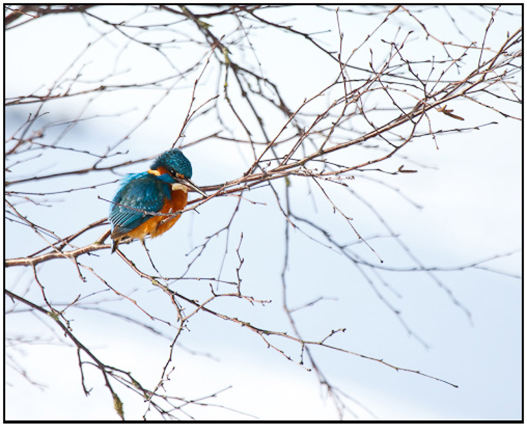 2010-01-31 - IJsvogel op een boomtakje<br/>Polder Arkemheen - Nijkerk - Nederland<br/>Canon EOS 50D - 400 mm - f/5.6, 1/800 sec, ISO 400