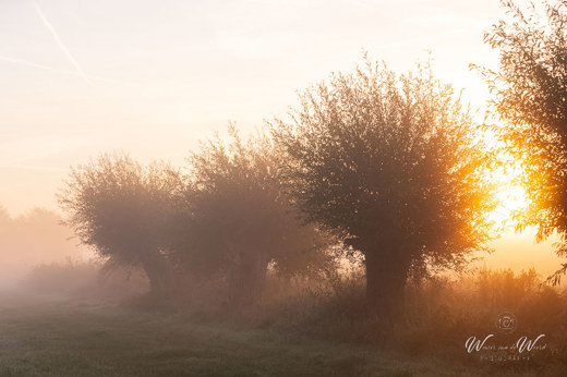 2022-10-09 - Mistige ochtend-sfeer, door de opkomende zon tussen de bomen<br/><br/>Canon EOS R5 - 70 mm - f/5.6, 1/80 sec, ISO 100