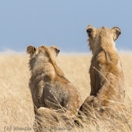 2015-10-21 - Op de uitkijk<br/>Serengeti - Tanzania<br/>Canon EOS 7D Mark II - 420 mm - f/8.0, 1/1250 sec, ISO 500
