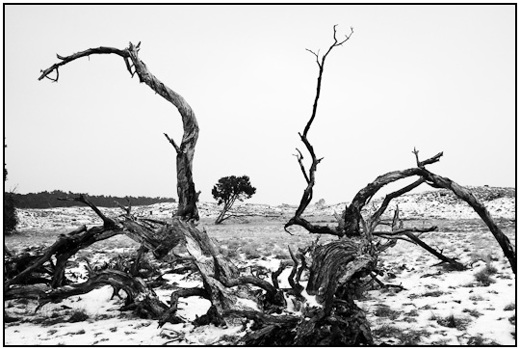 2010-02-15 - Winters landschap<br/>NP De Hoge Veluwe - Otterlo - Nederland<br/>Canon EOS 50D - 24 mm - f/8.0, 1/250 sec, ISO 400