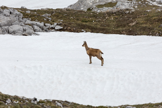 2015-05-03 - Pyrenese gems in de sneeuw<br/>Picos de Europa - Fuente Dé - Spanje<br/>Canon EOS 5D Mark III - 400 mm - f/8.0, 1/800 sec, ISO 400