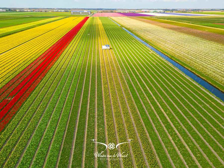 2023-04-18 - Lijnenspel in het bloembollenveld<br/>Noord-Holland - Nederland<br/>FC3582 - 6.7 mm - f/1.7, 1/1250 sec, ISO 120