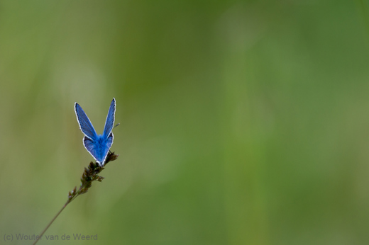 2013-05-01 - Blauw vlindertje in het groen<br/>Umbrië - Omgeving Tuoro sul Trasimeno - Italië<br/>Canon EOS 7D - 400 mm - f/5.6, 1/1000 sec, ISO 200