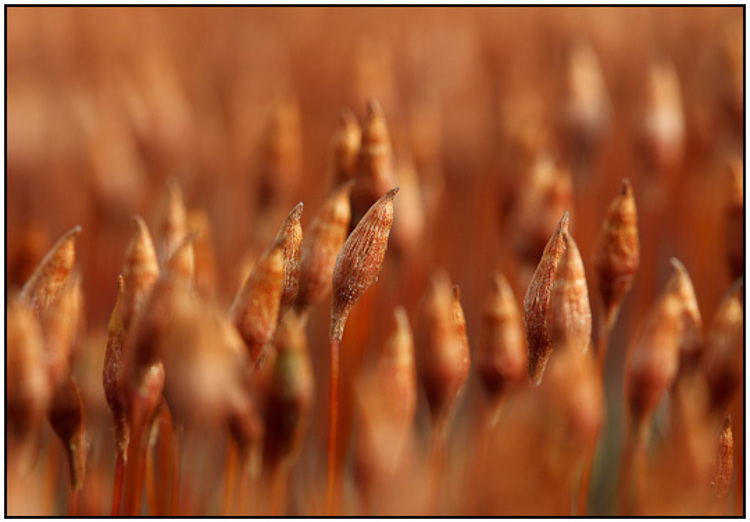 2010-03-22 - Ruig haarmos (Polytrichum piliferum)<br/>Loonse en Drunense Duinen - Loon op Zand - Nederland<br/>Canon EOS 50D - 60 mm - f/8.0, 1/160 sec, ISO 400
