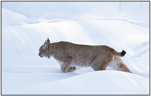 2011-02-10 - en Lynx sluipt door de sneeuw<br/>Ranua Wildlife Park - Ranua - Finland<br/>Canon EOS 7D - 300 mm - f/3.2, 1/640 sec, ISO 200