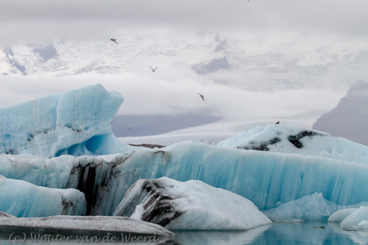 2012-07-26 - Noordse sterns voor het blauwe ijs bij het gletsjermeer<br/>IJsmeer - Jökulsárlón - IJsland<br/>Canon EOS 7D - 100 mm - f/8.0, 1/800 sec, ISO 400