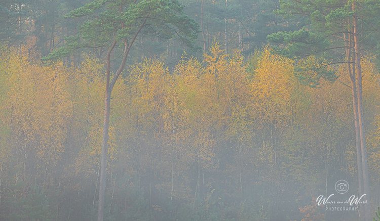 2025-11-07 - Mistige ochtend in herfstbos<br/>Erfgooiersbos - Hilversum - Nederland<br/>Canon EOS R5 - 200 mm - f/8.0, 1/40 sec, ISO 400