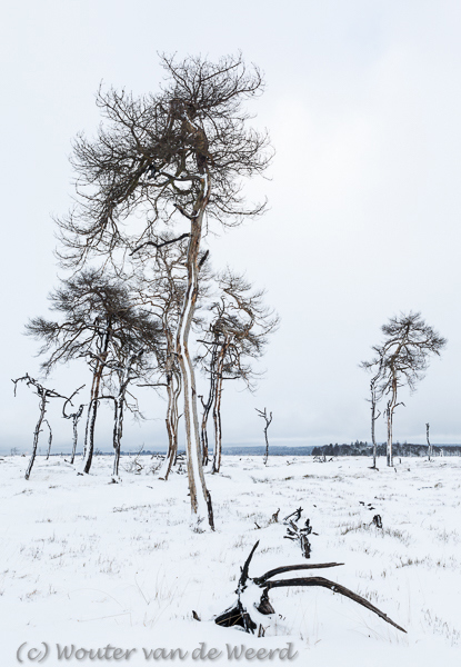 2015-01-30 - Grillige bomen<br/>Noir Flohay - Baraque Michel - België<br/>Canon EOS 5D Mark III - 33 mm - f/8.0, 1/160 sec, ISO 200