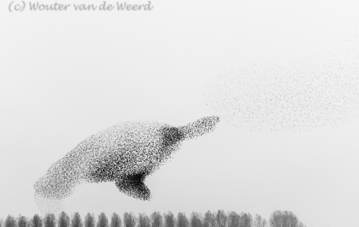 2014-03-10 - Het schildpad - spreeuwenzwerm<br/>Nijkerk - Nederland<br/>Canon EOS 7D - 105 mm - f/4.0, 0.02 sec, ISO 3200