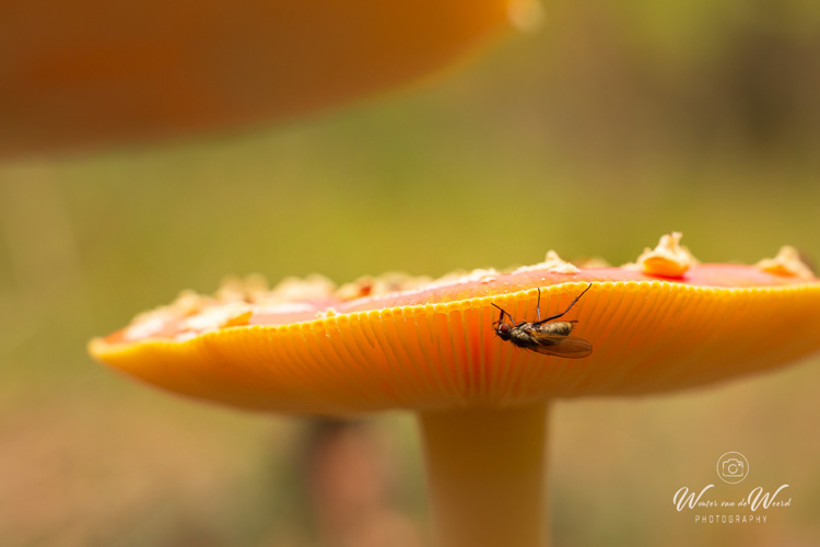 2025-10-10 - Vlieg-en-zwam<br/>Krakelingsebos - Zeist - Nederland<br/>Canon EOS R5 - 100 mm - f/8.0, 1/30 sec, ISO 1600