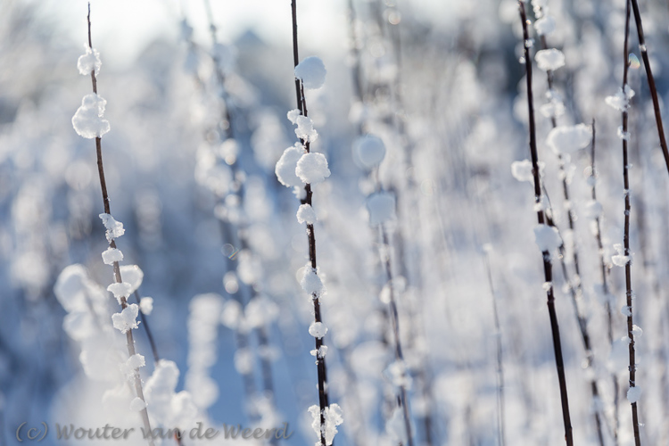 2014-12-28 - Dotjes sneeuw<br/>Plantage Willem III - Elst - Nederland<br/>Canon EOS 5D Mark III - 70 mm - f/2.8, 1/2000 sec, ISO 200