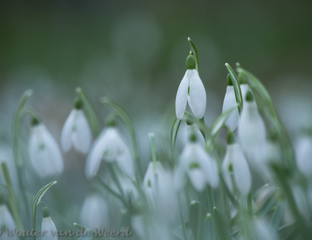 Sneeuwklokjes Sneeuwklokjes