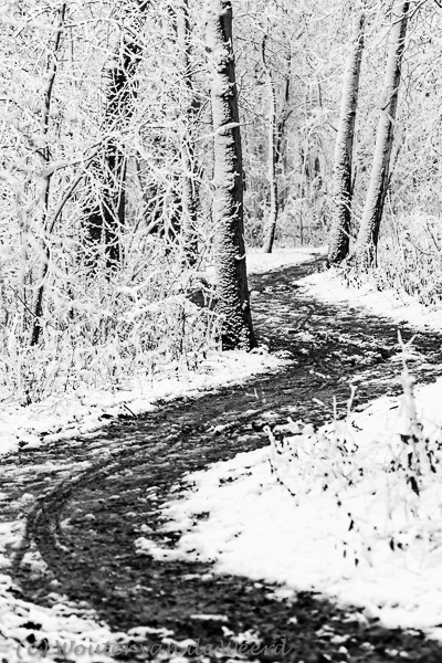 2012-12-07 - Slingerend pad in het bos vol sneeuw<br/>Landgoed Rhijnauwen - Bunnik - Nederland<br/>Canon EOS 7D - 100 mm - f/4.5, 1/200 sec, ISO 800