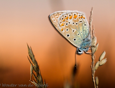Icarusblauwtje Icarusblauwtje