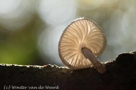 2011-10-24 - Porseleinzwam (Oudemansiella mucida) met tegenlicht<br/>Landgoed Sandwijck - De Bilt - Nederland<br/>Canon EOS 7D - 100 mm - f/4.5, 1/200 sec, ISO 400