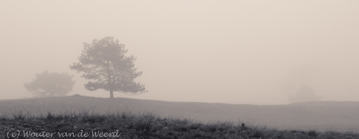 2011-11-21 - Vliegden in de mist<br/>Heidestein - Zeist - Nederland<br/>Canon EOS 7D - 40 mm - f/8.0, 1/60 sec, ISO 400