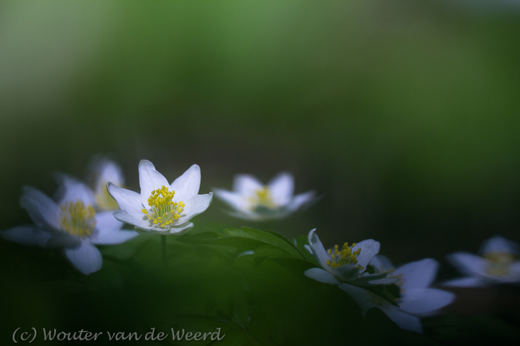 2012-03-22 - Bosanemonen wave<br/>Landgoed Amelisweerd - Bunnik-Utrecht - Nederland<br/>Canon EOS 7D - 100 mm - f/4.0, 1/2000 sec, ISO 200