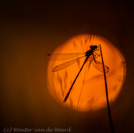 2013-08-21 - Caught in the light - juffer bij zonsopkomst<br/>Leersumse veld - Leersum - Nederland<br/>Canon EOS 7D - 100 mm - f/2.8, 1/5000 sec, ISO 100