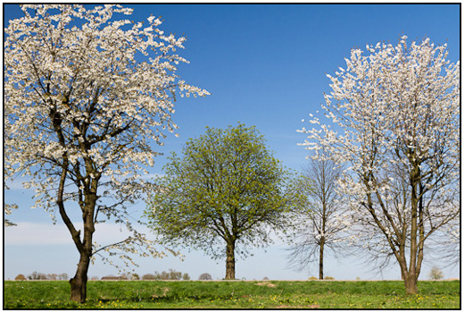 2011-04-09 - Voorjaarsbomen<br/>Omgeving Buren - Nederland<br/>Canon EOS 7D - 35 mm - f/8.0, 1/250 sec, ISO 200