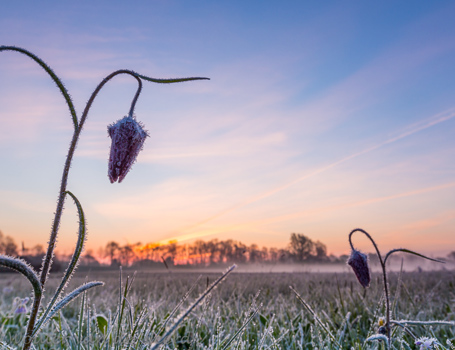 Kievitsbloemen