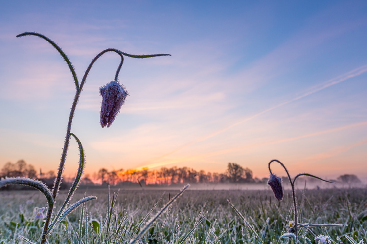 2017-04-20 - Kievitsbloem met rijp bij zonsopkomst<br/>Zwolle - Nederland<br/>Canon EOS 5D Mark III - 27 mm - f/16.0, 0.6 sec, ISO 100