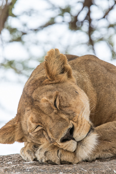 2015-10-21 - Tijd voor een leeuwen-dutje<br/>Serengeti - Tanzania<br/>Canon EOS 7D Mark II - 420 mm - f/5.6, 1/1000 sec, ISO 800