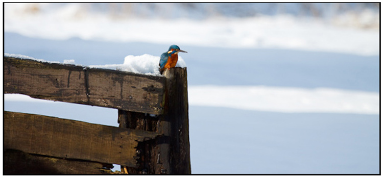 2010-01-31 - IJsvogel op een hekje<br/>Polder Arkemheen - Nijkerk - Nederland<br/>Canon EOS 50D - 400 mm - f/5.6, 1/1600 sec, ISO 400