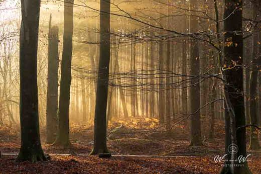 2022-12-09 - Gouden zonnestralen in het bos<br/>Speuldersbos - Garderen - Nederland<br/>Canon EOS R5 - 88 mm - f/5.6, 0.1 sec, ISO 100