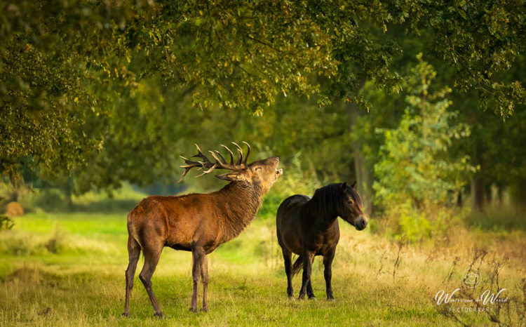 2024-09-28 - Oorverdovend, burlend in het oor van het paard<br/>Weerterbos - Nederweert - Nederland<br/>Canon EOS R6m2 - 400 mm - f/5.6, 0.01 sec, ISO 6400