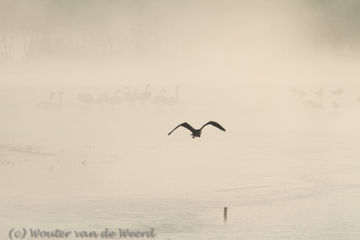 2012-12-08 - Reiger en zwanen in de mist<br/>Oostvaardersplassen - Lelystad - Nederland<br/>Canon EOS 7D - 300 mm - f/11.0, 1/500 sec, ISO 100