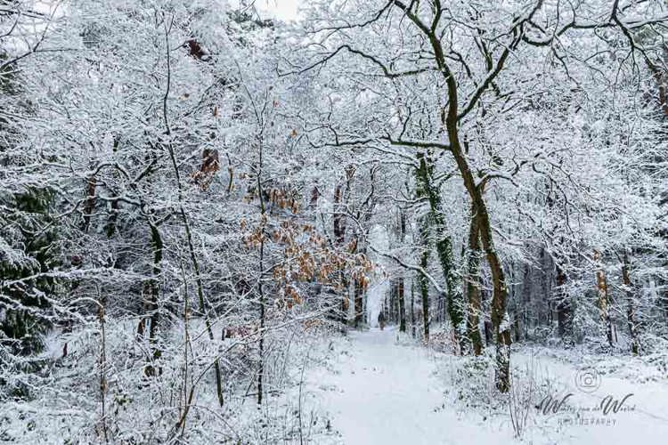 2026-01-03 - Op ieder takje ligt sneeuw<br/>Zeisterbos - Zeist - Nederland<br/>Canon EOS R6m2 - 24 mm - f/8.0, 1/80 sec, ISO 800