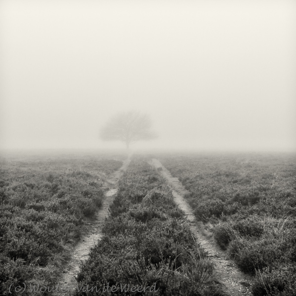 2012-11-24 - Boom in de mist<br/>Westerheide - Hilversum - Nederland<br/>Canon EOS 7D - 24 mm - f/8.0, 0.05 sec, ISO 400