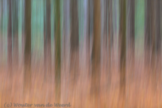 2017-11-03 - Het bos in vuur en vlam<br/>Pyramide van Austerlitz - Austerlitz - Nederland<br/>Canon EOS 5D Mark III - 123 mm - f/2.8, 1.3 sec, ISO 100