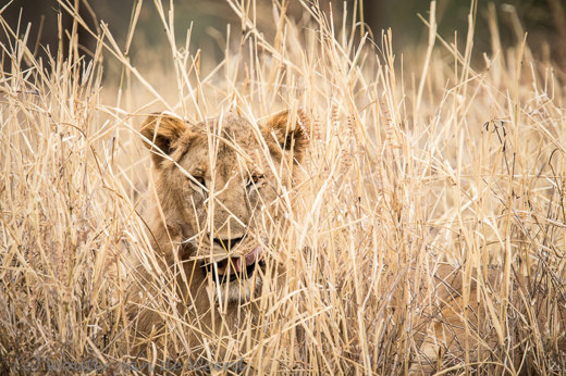 2015-10-18 - Leeuw speelt verstoppertje<br/>Serengeti - Tanzania<br/>Canon EOS 7D Mark II - 420 mm - f/4.0, 1/640 sec, ISO 640